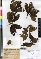 Isotype of Vernonia alleizettei Humbert [family ASTERACEAE]