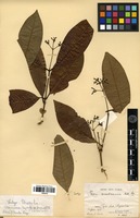 Isotype of Ixora membranacea Müll.Arg. [family RUBIACEAE]