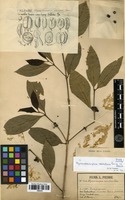 Type of Nostolachma odorata (Pierre ex Pit.) J.-F.Leroy [family RUBIACEAE]