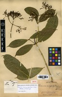 Type? of Faramea eurycarpa Donn.Sm. [family RUBIACEAE]