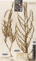 Filed as Artemisia scoparia Waldst. & Kit. [family ASTERACEAE]
