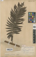 Type of Alsophila pustulosa Christ [family PTERIDOPHYTA]