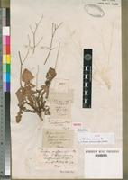 Isotype of Launaea massauensis (Fresen.) O. Ktze [family ASTERACEAE]