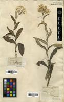 Filed as Anaphalis triplinervis (Sims) C.B. Clarke [family ASTERACEAE]