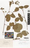 Type of Rubus deltaefolius P.J.Müll. [family ROSACEAE]