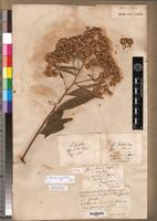 Syntype of Gymnanthemum abyssinicum Sch.Bip. [family ASTERACEAE]