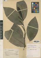Filed as Piper amplum Kunth [family PIPERACEAE]