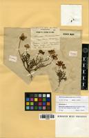 Isolectotype of Heteromera philaenorum Maire & Weiller [family ASTERACEAE]