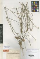 Type of Anthochlamys rechingeri Aellen [family AMARANTHACEAE]