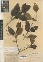 Isotype of Gyrostipula foveolata (Capuron) Leroy [family RUBIACEAE]