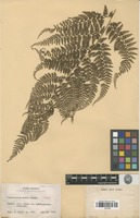 Isotype of Monachosorum arakii Tagawa [family PTERIDOPHYTA]