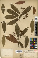 Type of Stranvaesia davidiana Decne. [family ROSACEAE]