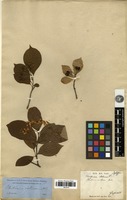 Syntype of Pourthiaea oldhamii Decne. [family ROSACEAE]