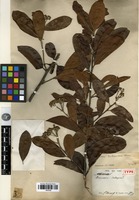 Holotype of Stranvaesia calleryana Decne [family ROSACEAE]