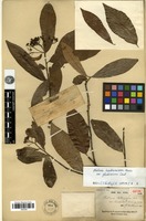 Isotype of Photinia calleryana (Decne.) Cardot var. laosensis Cardot [family ROSACEAE]