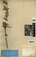 Type? of Pourthiaea cotoneaster Decne. [family ROSACEAE]