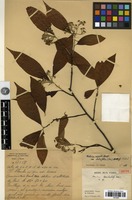 Isotype of Photinia lancilimba J.E.Vidal [family ROSACEAE]