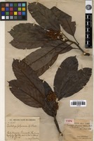 Holotype of Eriobotrya fragrans Champ. ex Benth. var. furfuracea J.E.Vidal [family ROSACEAE]