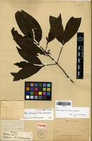 Lectotype of Aidia henryi (E.Pritz.) T.Yamaz. [family RUBIACEAE]
