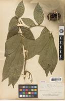Isotype of Harpullia condorensis Pierre [family SAPINDACEAE]