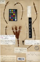 Neotype of Bombacopsis glabra (Pasquale) A.Robyns [family MALVACEAE]