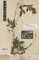 Holotype of Serjania hirsuta Cambess. [family SAPINDACEAE]