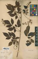 Type of Serjania pedicellaris Radlk. [family SAPINDACEAE]