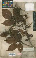 Type of Paullinia tricornis Radlk. [family SAPINDACEAE]