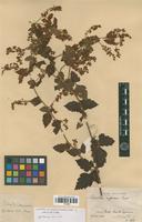 Syntype of Urvillea stipitata f. subhirsuta Radlk. [family SAPINDACEAE]