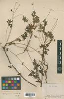 Isotype of Cardiospermum anomalum Cambess. [family SAPINDACEAE]