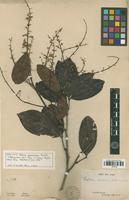 Lectotype of Talisia squarrosa Radlk. [family SAPINDACEAE]