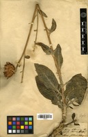 Type of Centaurea oliveriana DC. [family ASTERACEAE]