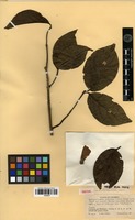 Isotype of Banisteriopsis inebrians C.V.Morton [family MALPIGHIACEAE]