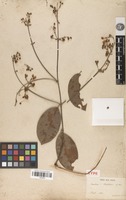 Type of Banisteria blanchetiana A.Juss. [family MALPIGHIACEAE]