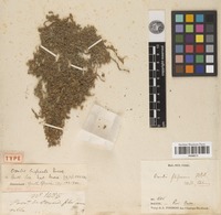Holotype of Oxalis bisfracta Turcz. [family OXALIDACEAE]