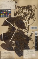 Isotype of Zanthoxylum rhetsoides Drake [family RUTACEAE]