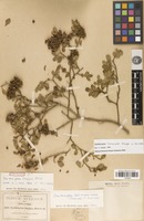 Isotype of Zanthoxylum longipes Rose [family RUTACEAE]