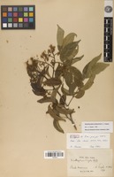 Isotype of Zanthoxylum pringlei S.Watson [family RUTACEAE]