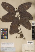 Isotype of Zanthoxylum sprucei Engl. [family RUTACEAE]