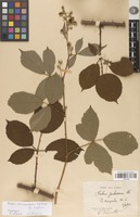 Neotype of Rubus stenopetalus Lefèvre & P.J.Müll. [family ROSACEAE]
