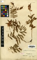 Isotype of Vicia amoena Fisch. ex Ser. f. parviloba Freyn. [family FABACEAE]