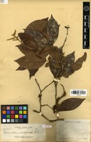 Isotype of Cynometra whitfordii Elmer [family FABACEAE]