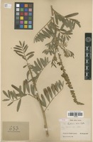 Type of Tephrosia elata Deflers [family FABACEAE]