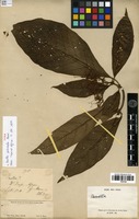 Type of Pavetta puberula Hiern [family RUBIACEAE]
