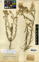 Isotype of Conyza x mixta Foucaud & Neyraut [family ASTERACEAE]