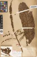 Isolectotype of talisia bullata Radlk. [family SAPINDACEAE]