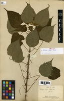 Syntype of Acalypha major Baill. [family EUPHORBIACEAE]