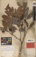 Syntype of Arytera arcuata Radlk. [family SAPINDACEAE]
