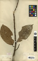 Type of Ficus alutacea Blume [family MORACEAE]
