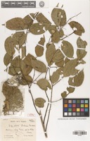 Syntype of Ziziphus poilanei Tardieu [family RHAMNACEAE]